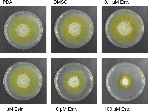 Application of the human estrogen receptor within a synthetic transcription factor in <i>Trichoderma reesei</i>.