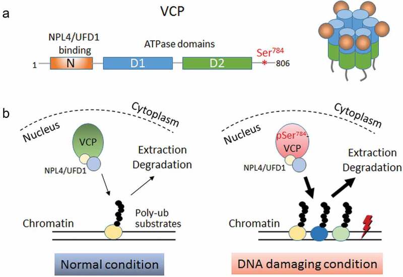 Ser<sup>784</sup> phosphorylation: a clinically relevant enhancer of VCP function in the DNA damage response.