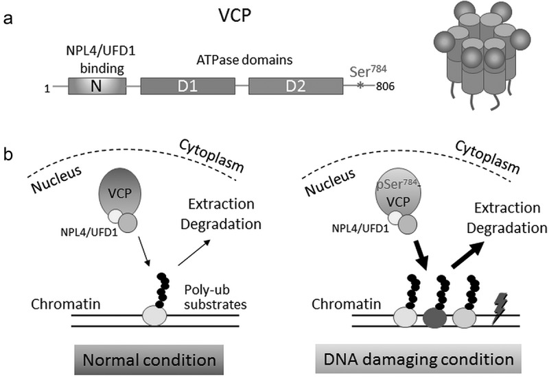 Ser<sup>784</sup> phosphorylation: a clinically relevant enhancer of VCP function in the DNA damage response.