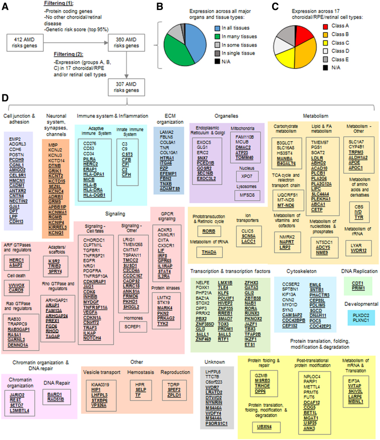 Combining Gene-Disease Associations with Single-Cell Gene Expression Data Provides Anatomy-Specific Subnetworks in Age-Related Macular Degeneration.