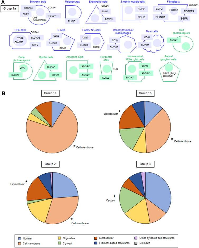 Combining Gene-Disease Associations with Single-Cell Gene Expression Data Provides Anatomy-Specific Subnetworks in Age-Related Macular Degeneration.