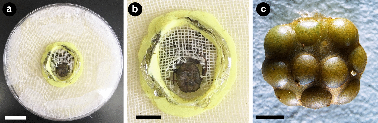 Genomic resources and toolkits for developmental study of whip spiders (Amblypygi) provide insights into arachnid genome evolution and antenniform leg patterning.