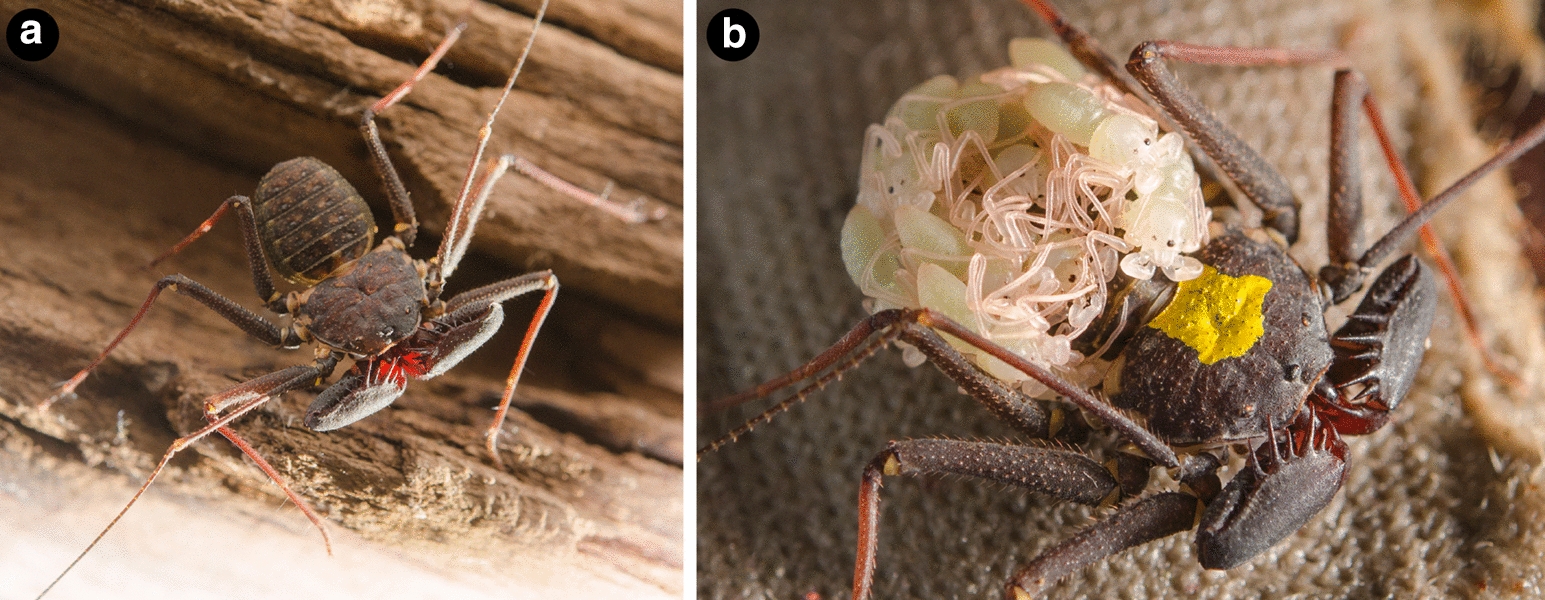 Genomic resources and toolkits for developmental study of whip spiders (Amblypygi) provide insights into arachnid genome evolution and antenniform leg patterning.