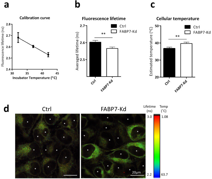 Correction to: Disruption of hypoxia-inducible fatty acid binding protein 7 induces beige fat-like differentiation and thermogenesis in breast cancer cells.