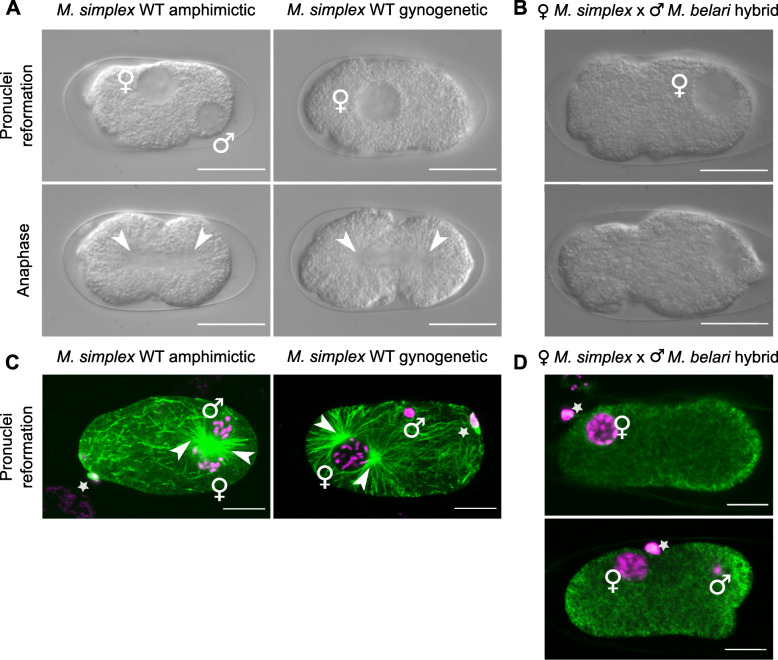 Diversification and hybrid incompatibility in auto-pseudogamous species of Mesorhabditis nematodes.