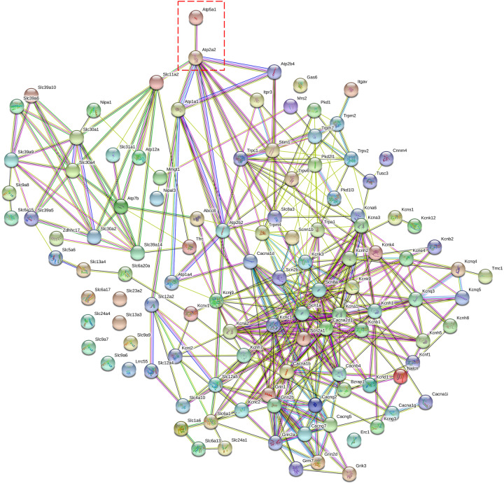 Targeting of intracellular Ca<sup>2+</sup> stores as a therapeutic strategy against age-related neurotoxicities.