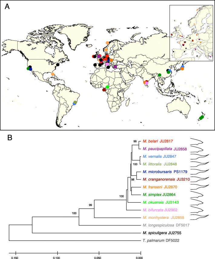 Diversification and hybrid incompatibility in auto-pseudogamous species of Mesorhabditis nematodes.