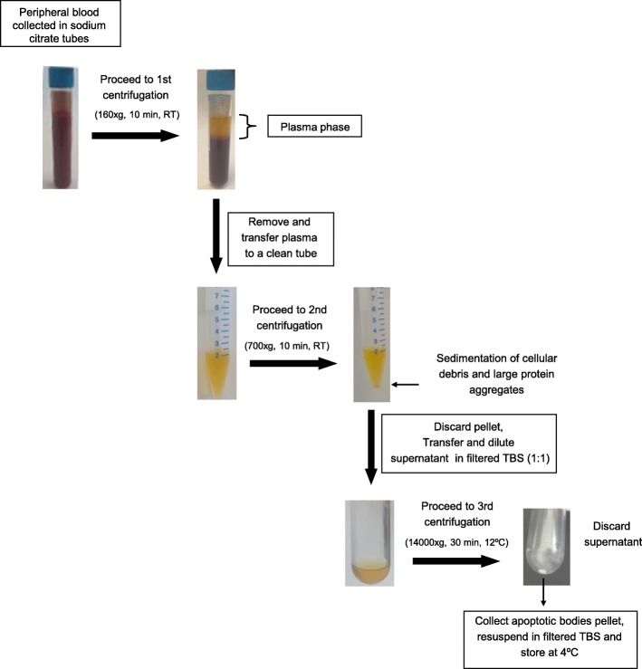 Isolation and Quantification of Blood Apoptotic Bodies, a Non-invasive Tool to Evaluate Apoptosis in Patients with Ischemic Stroke and Neurodegenerative Diseases.