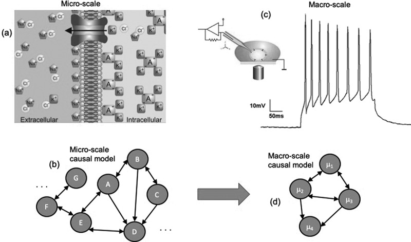 Emergence of informative higher scales in biological systems: a computational toolkit for optimal prediction and control.