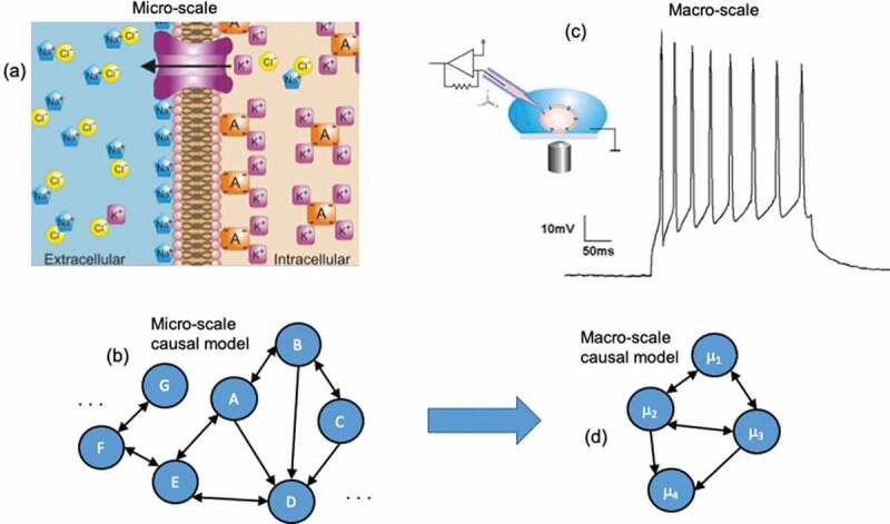 Emergence of informative higher scales in biological systems: a computational toolkit for optimal prediction and control.