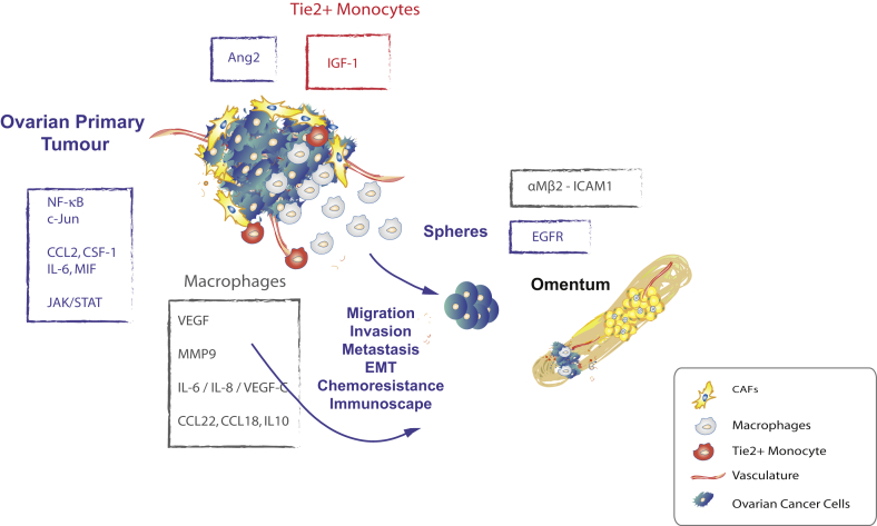 The influence of secreted factors and extracellular vesicles in ovarian cancer metastasis