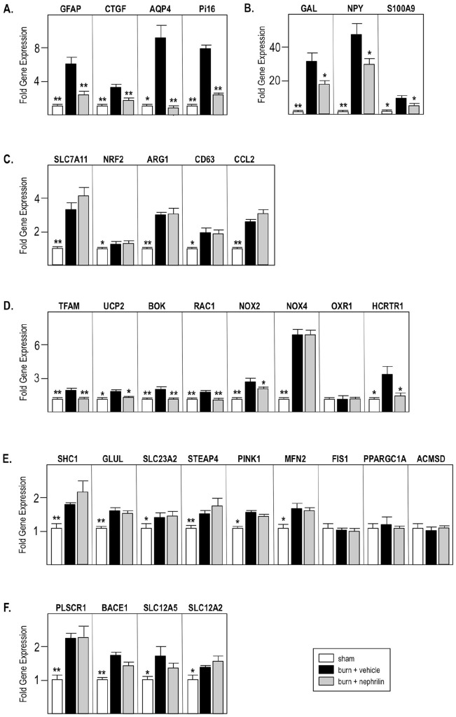 Transcriptional re-programming in rat central nervous system two weeks after burn trauma: the impact of nephrilin treatment on the expression of oxidative stress-related genes.