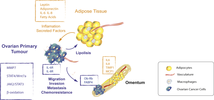 The influence of secreted factors and extracellular vesicles in ovarian cancer metastasis