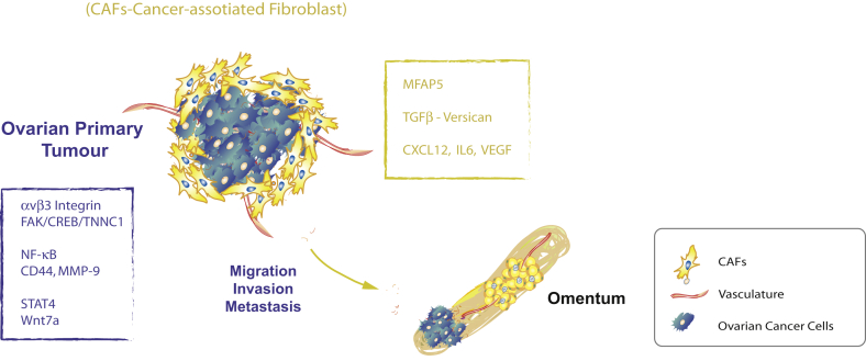 The influence of secreted factors and extracellular vesicles in ovarian cancer metastasis