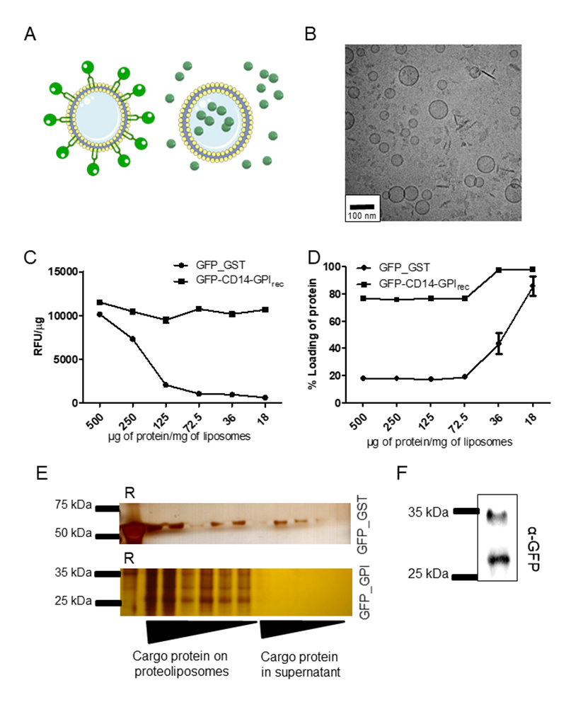 Production of glycosylphosphatidylinositol-anchored proteins for vaccines and directed binding of immunoliposomes to specific cell types.