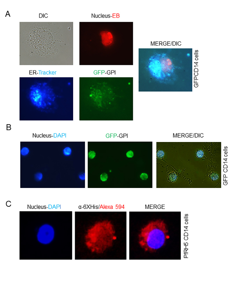 Production of glycosylphosphatidylinositol-anchored proteins for vaccines and directed binding of immunoliposomes to specific cell types.