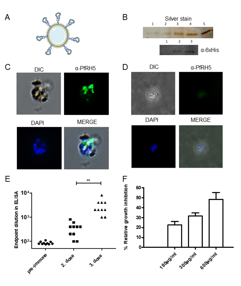 Production of glycosylphosphatidylinositol-anchored proteins for vaccines and directed binding of immunoliposomes to specific cell types.