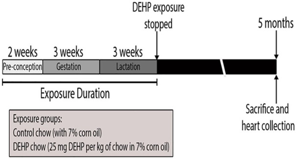 Sex-Specific Programming of Cardiac DNA Methylation by Developmental Phthalate Exposure.