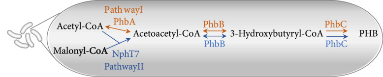 Reconfiguring Plant Metabolism for Biodegradable Plastic Production.