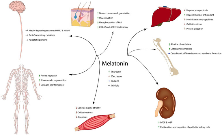 Possible role of tryptophan and melatonin in COVID-19.