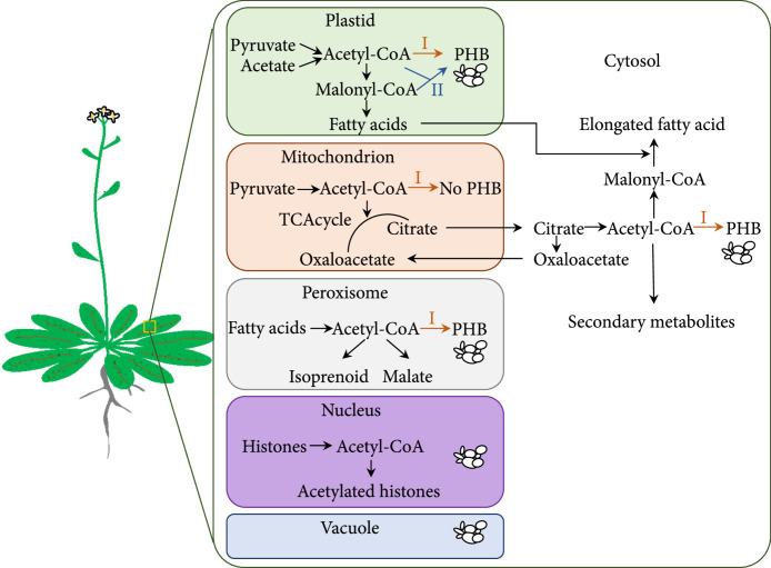 Reconfiguring Plant Metabolism for Biodegradable Plastic Production.