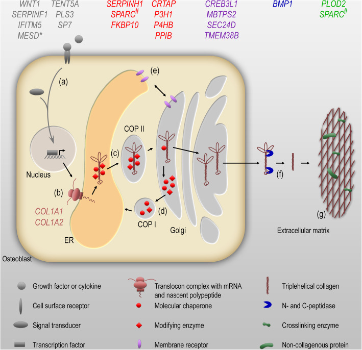 Osteogenesis imperfecta-pathophysiology and therapeutic options.