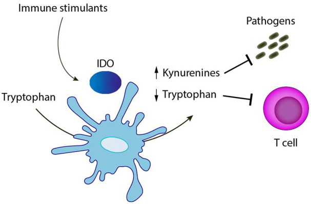 Possible role of tryptophan and melatonin in COVID-19.