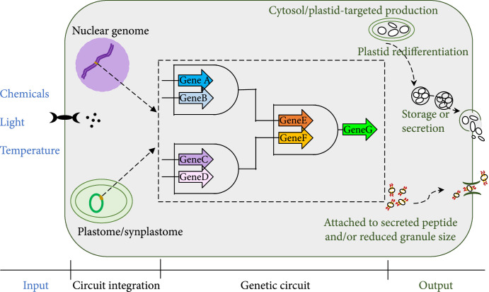 Reconfiguring Plant Metabolism for Biodegradable Plastic Production.