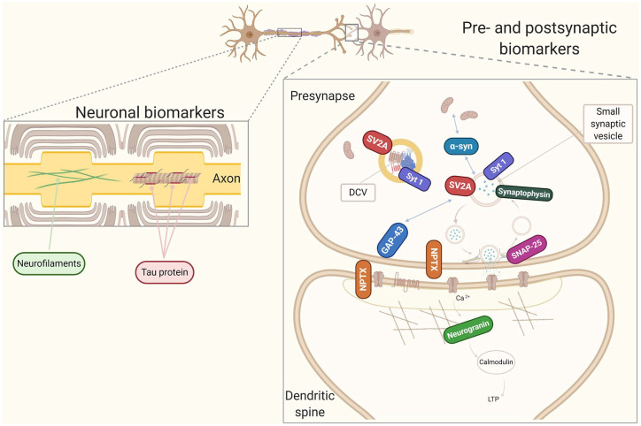 Fluid Biomarkers for Synaptic Dysfunction and Loss.