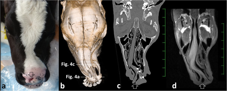 Triple nostrils in a calf.