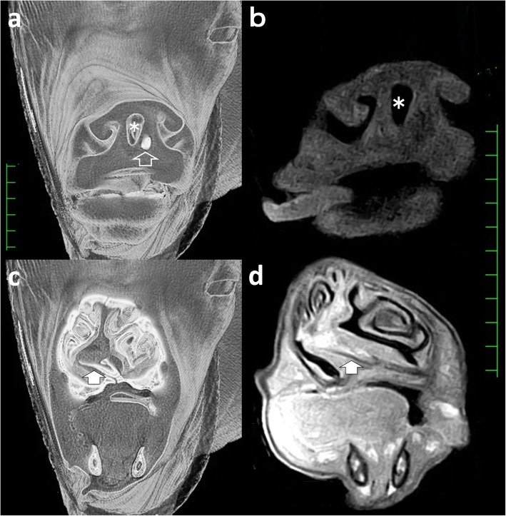 Triple nostrils in a calf.