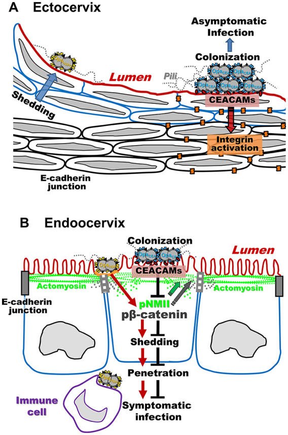 Adaptation of <i>Neisseria gonorrhoeae</i> to the Female Reproductive Tract.