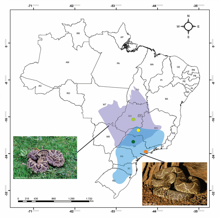 Geographic variation of individual venom profile of <i>Crotalus durissus</i> snakes.