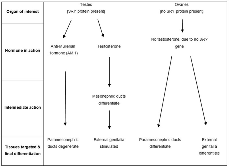 Gender Dysphoria: A Review Investigating the Relationship Between Genetic Influences and Brain Development.