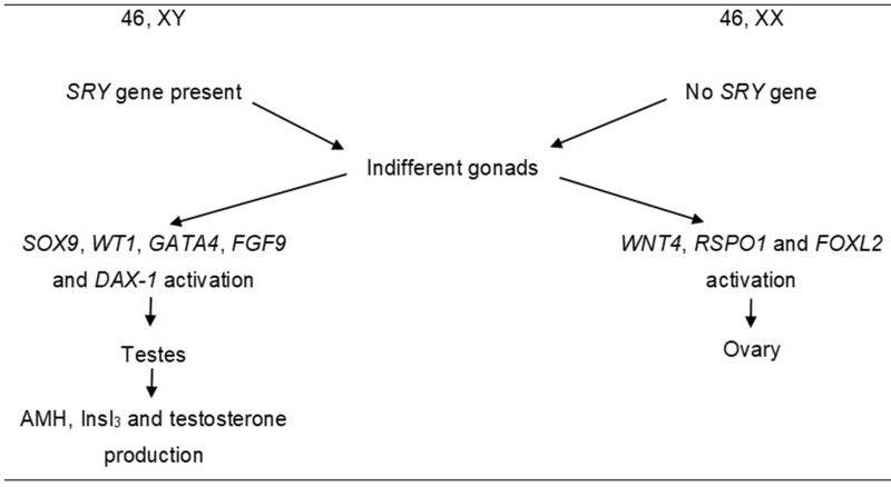 Gender Dysphoria: A Review Investigating the Relationship Between Genetic Influences and Brain Development.