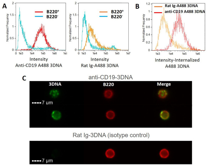 B-Cell-Targeted 3DNA Nanotherapy Against Indoleamine 2,3-Dioxygenase 2 (IDO2) Ameliorates Autoimmune Arthritis in a Preclinical Model.