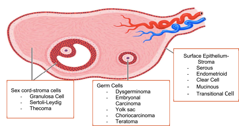 Rare ovarian tumours. Other treatments for ovarian cancer