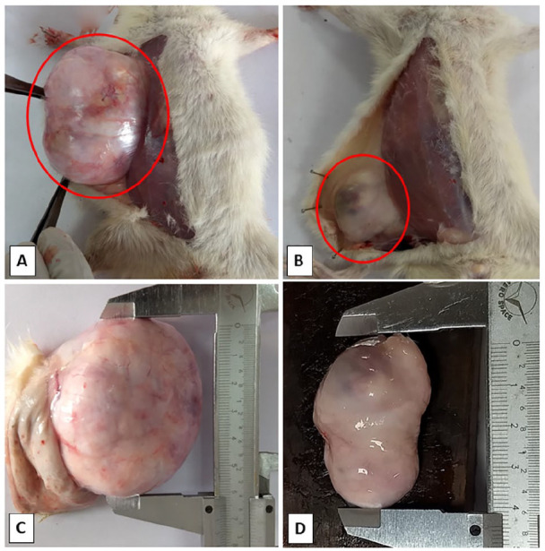 Antitumour Property of <i>Pterocarpus santalinus</i> Seeds Against DMBA-Induced Breast Cancer in Rats.