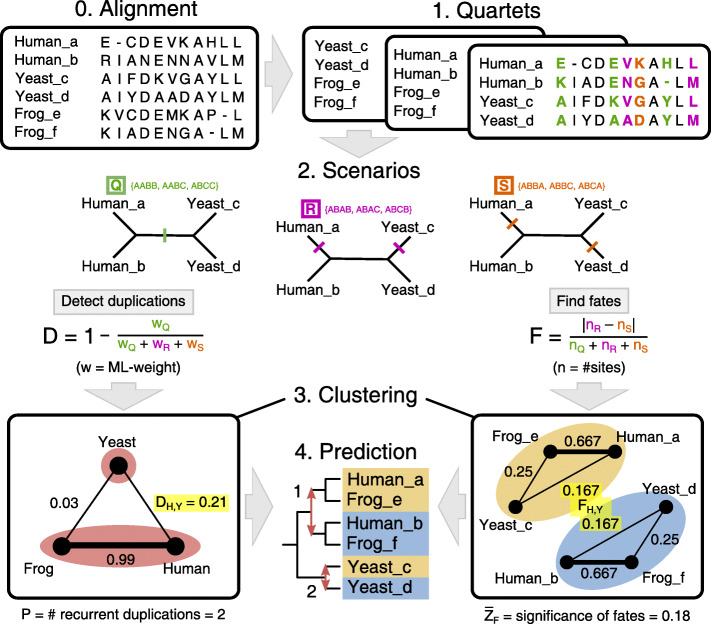 Recurrent sequence evolution after independent gene duplication.