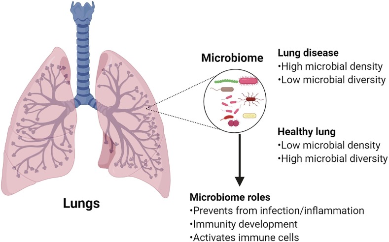 Lung microbiome and coronavirus disease 2019 (COVID-19): Possible link and implications