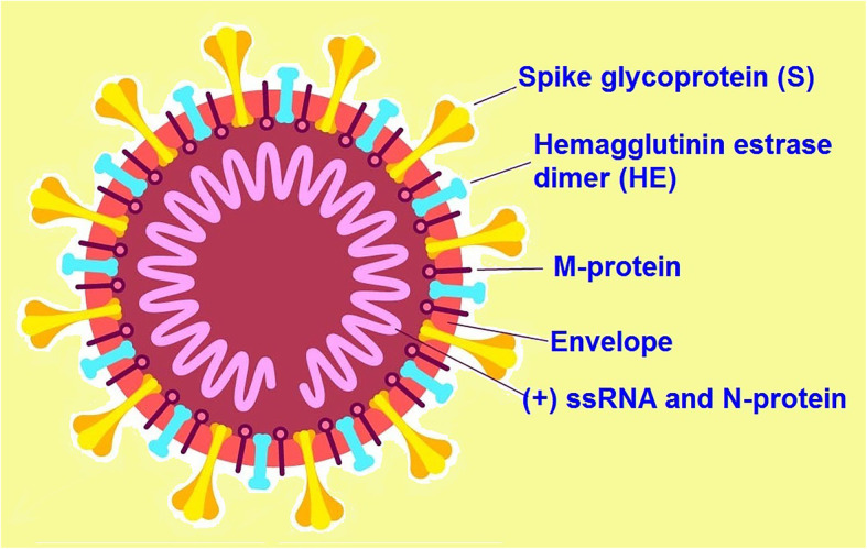 A comprehensive review of COVID-19 characteristics.