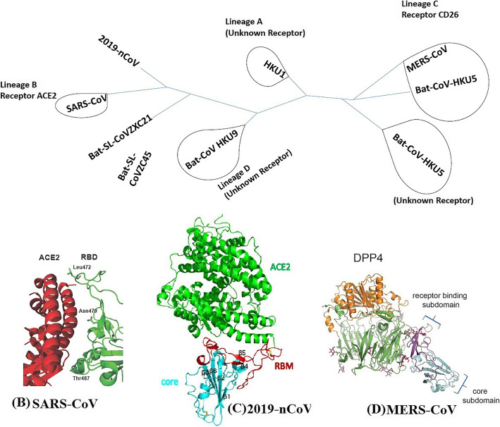 A comprehensive review of COVID-19 characteristics.