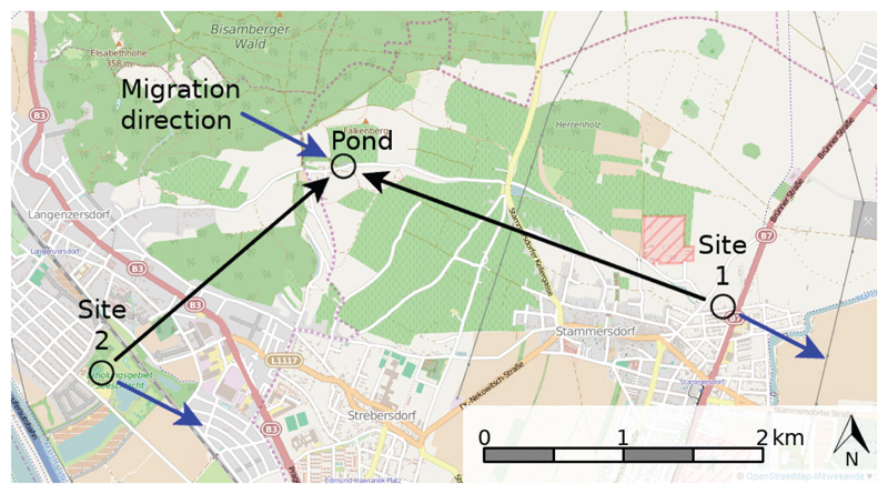 Orientation and navigation in <i>Bufo bufo</i>: a quest for repeatability of arena experiments.