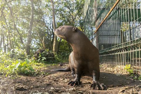 Giant otter Pteronura brasiliensis breeding programmes: challenges and current developments