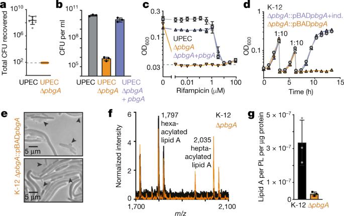 Structure of the essential inner membrane lipopolysaccharide–PbgA complex