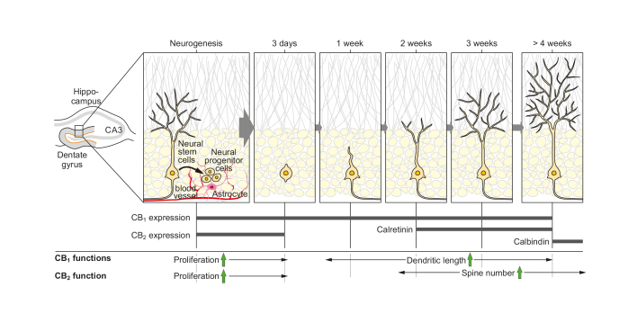 Neurobiology of cannabinoid receptor signaling .