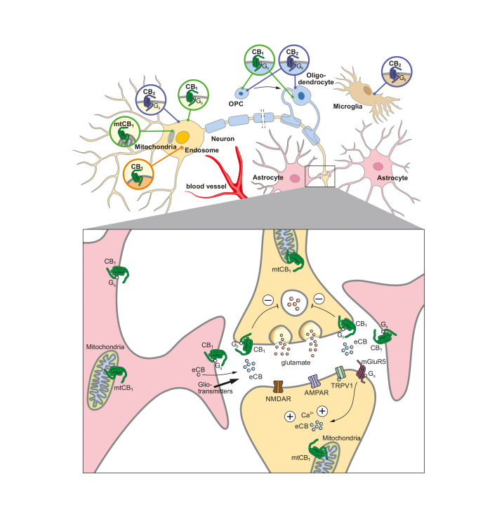 Neurobiology of cannabinoid receptor signaling .