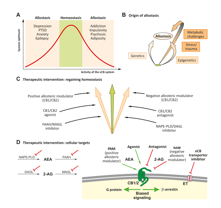 Neurobiology of cannabinoid receptor signaling .