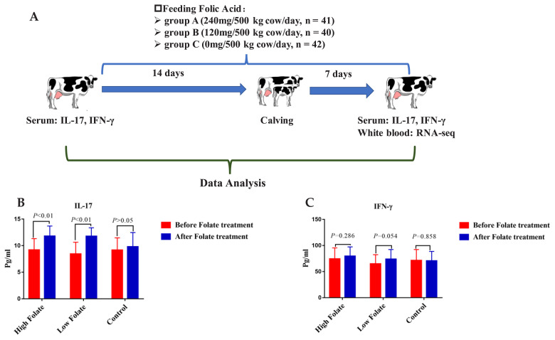 Folic acid supplementation regulates key immunity-associated genes and pathways during the periparturient period in dairy cows.