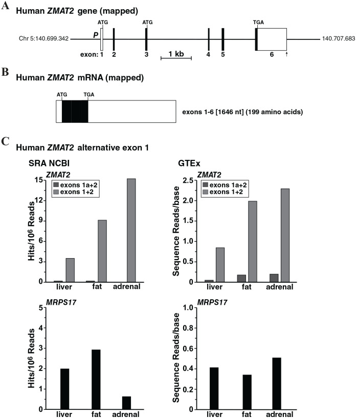 <i>ZMAT2</i> in Humans and Other Primates: A Highly Conserved and Understudied Gene.